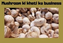 mushroom_ki_kheti