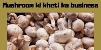 mushroom_ki_kheti