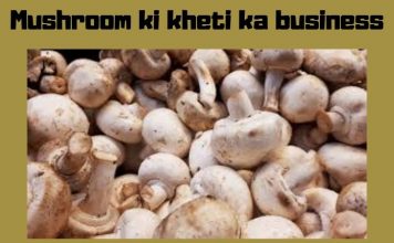 mushroom_ki_kheti