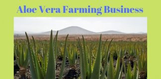 aloe_vera_ki_kheti