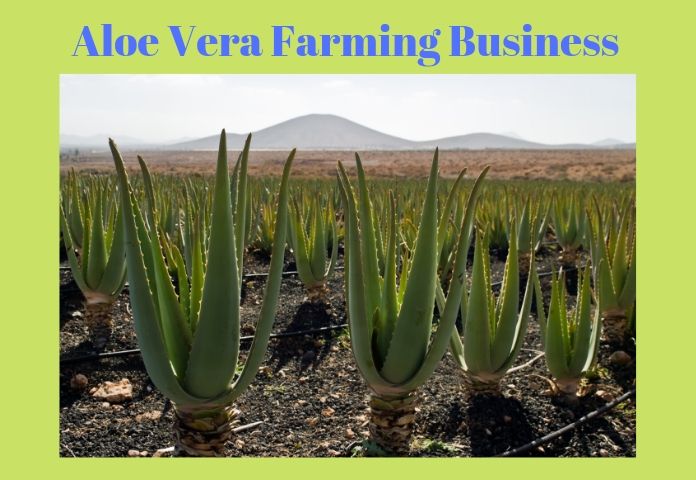 Medical benefits of aloe vera image