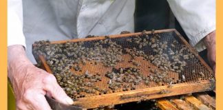 madhumakhi palan ya bee farming business in hindi ki puri jaankari