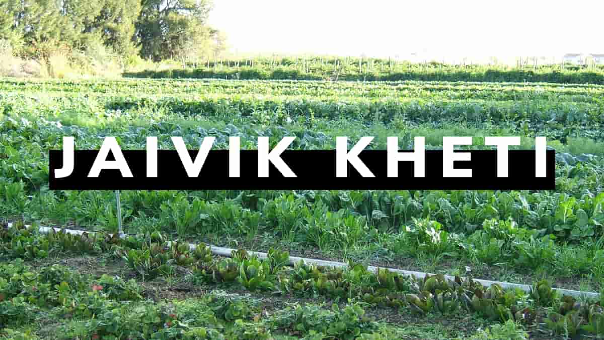 Jaivik Kheti Kaise Kare | Organic Kheti Business Plan in Hindi
