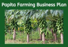 papita farming business plan