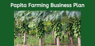 papita farming business plan