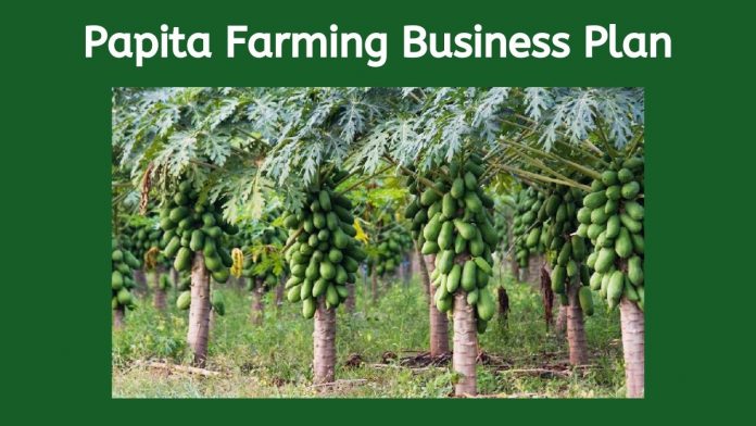 papita farming business plan