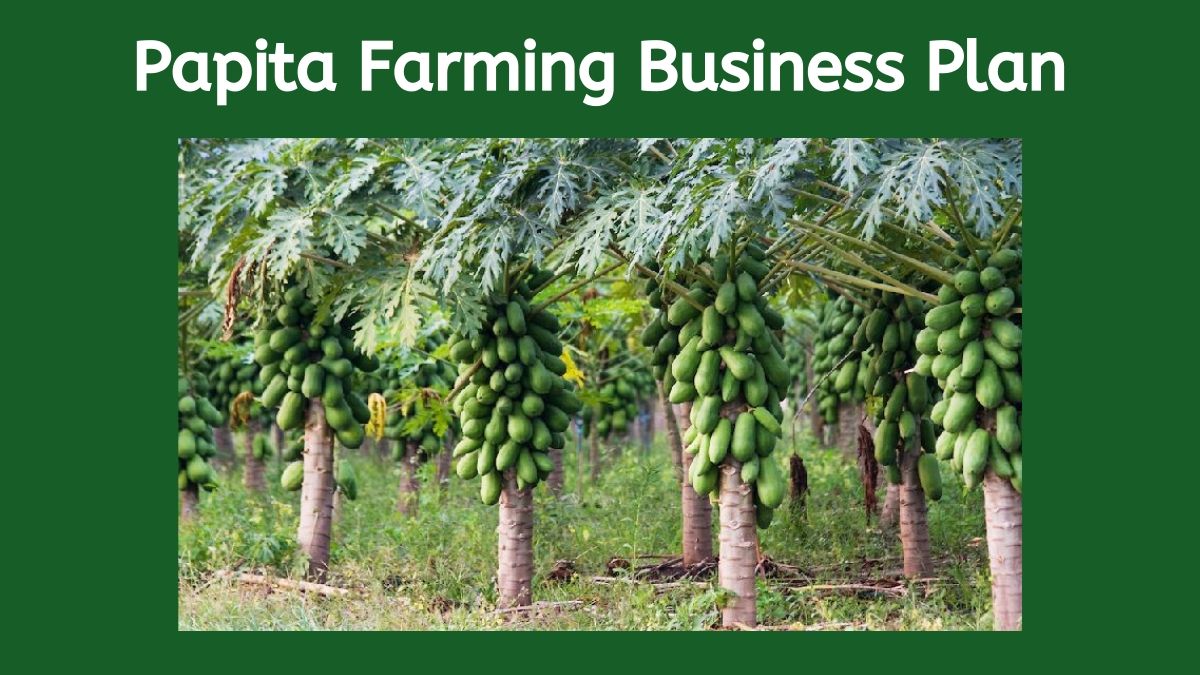 Papita Ki Kheti Kaise Kare Papaya Business Plan In Hindi